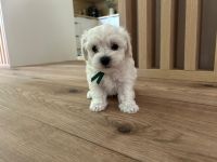 Scoby vel Theo - 6 tygodni